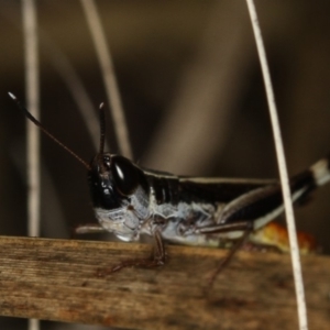 Macrotona australis at Bruce, ACT - 8 Mar 2013