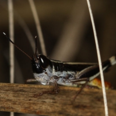 Macrotona australis (Common Macrotona Grasshopper) at Bruce Ridge to Gossan Hill - 8 Mar 2013 by Bron