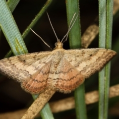 Scopula rubraria (Reddish Wave, Plantain Moth) at Bruce Ridge to Gossan Hill - 8 Mar 2013 by Bron