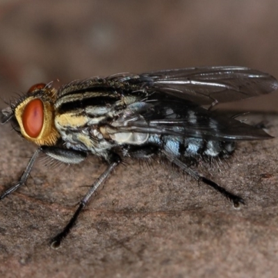 Sarcophagidae sp. (family) (Unidentified flesh fly) at Bruce, ACT - 8 Mar 2013 by Bron