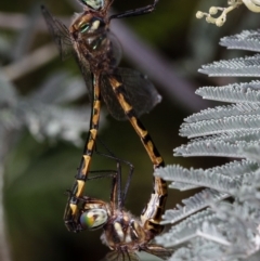 Hemicordulia australiae (Australian Emerald) at Bruce Ridge to Gossan Hill - 8 Mar 2013 by Bron