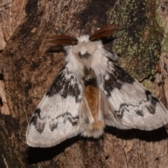 Iropoca rotundata (Iropoca rotundata) at Tidbinbilla Nature Reserve - 10 Nov 2018 by GlennCocking