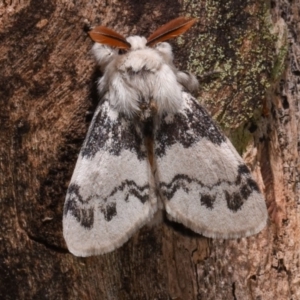 Iropoca rotundata at Paddys River, ACT - 11 Nov 2018