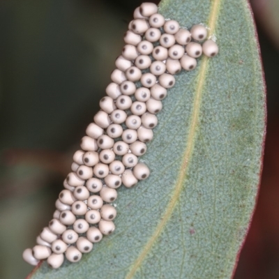 Eriococcidae sp. (family) (Unidentified felted scale) at Bruce, ACT - 8 Mar 2013 by Bron