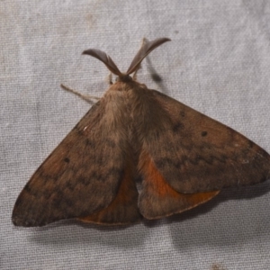 Chenuala heliaspis at Hackett, ACT - 15 Apr 2018 12:00 AM