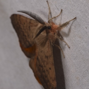 Chenuala heliaspis at Hackett, ACT - 15 Apr 2018