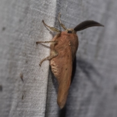 Chenuala heliaspis at Hackett, ACT - 15 Apr 2018 12:00 AM