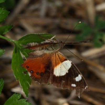 Vanessa itea (Yellow Admiral) at Bruce Ridge - 8 Mar 2013 by Bron