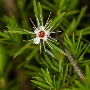 Kunzea ericoides at Bruce, ACT - 23 Nov 2013