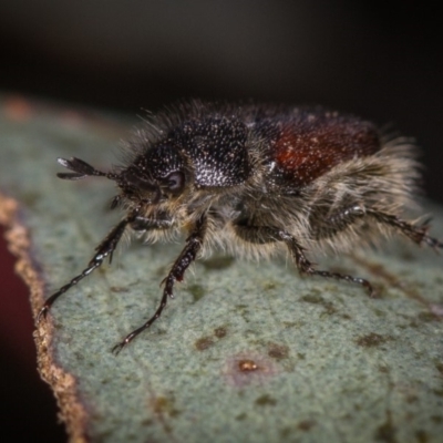 Liparetrus sp. (genus) (Chafer beetle) at Bruce Ridge - 23 Nov 2013 by Bron