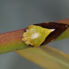 Chaetophyes compacta (Tube spittlebug) at Bruce, ACT - 23 Nov 2013 by Bron