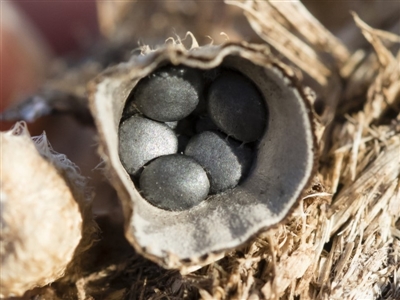 Cyathus stercoreus (Bird's nest fungus) at Illilanga & Baroona - 12 Mar 2020 by Illilanga