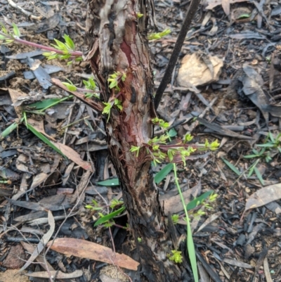 Gaudium trinerva (Paperbark Teatree) at Bundanoon - 5 Mar 2020 by Margot