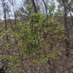 Gaudium trinerva at Bundanoon - 6 Mar 2020