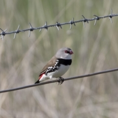 Stagonopleura guttata (Diamond Firetail) at Michelago, NSW - 1 Mar 2020 by Illilanga