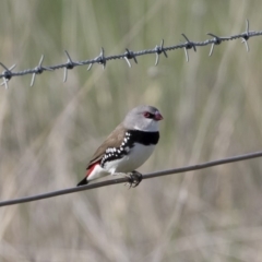 Stagonopleura guttata (Diamond Firetail) at Illilanga & Baroona - 29 Feb 2020 by Illilanga