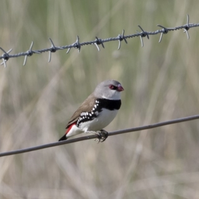 Stagonopleura guttata (Diamond Firetail) at Michelago, NSW - 1 Mar 2020 by Illilanga