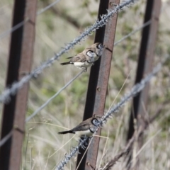 Stizoptera bichenovii (Double-barred Finch) at Michelago, NSW - 1 Mar 2020 by Illilanga