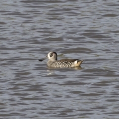 Malacorhynchus membranaceus (Pink-eared Duck) at Illilanga & Baroona - 29 Feb 2020 by Illilanga