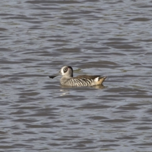 Malacorhynchus membranaceus at Michelago, NSW - 1 Mar 2020