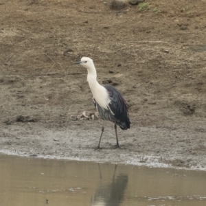 Ardea pacifica at Michelago, NSW - 17 Jan 2020 09:10 AM