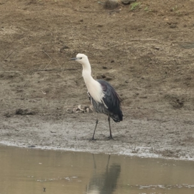 Ardea pacifica (White-necked Heron) at Michelago, NSW - 17 Jan 2020 by Illilanga