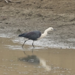 Ardea pacifica at Michelago, NSW - 17 Jan 2020