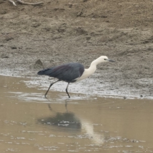 Ardea pacifica at Michelago, NSW - 17 Jan 2020 09:10 AM