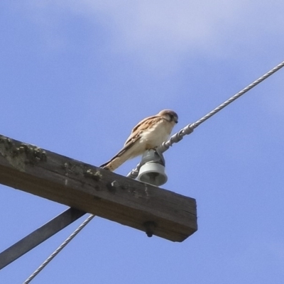 Falco cenchroides (Nankeen Kestrel) at Illilanga & Baroona - 8 Oct 2009 by Illilanga