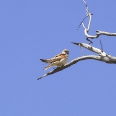 Falco cenchroides at Michelago, NSW - 8 Oct 2009 11:59 AM