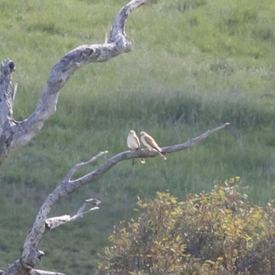 Falco cenchroides (Nankeen Kestrel) at Illilanga & Baroona - 17 Oct 2010 by Illilanga