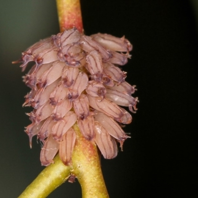 Paropsis atomaria (Eucalyptus leaf beetle) at Bruce Ridge - 23 Nov 2011 by Bron