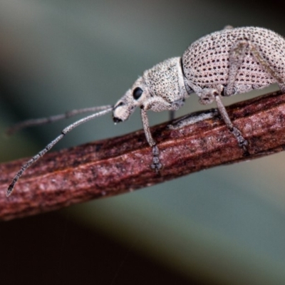 Merimnetes oblongus (Radiata pine shoot weevil) at Bruce Ridge - 23 Nov 2013 by Bron