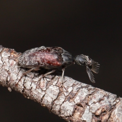 Ptilophorus sp. (genus) (Wedge-shaped beetle) at Hackett, ACT - 10 Mar 2020 by TimL