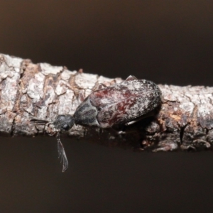 Ptilophorus sp. (genus) at Hackett, ACT - 10 Mar 2020