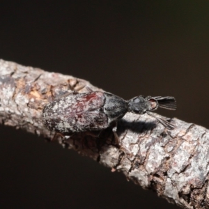 Ptilophorus sp. (genus) at Hackett, ACT - 10 Mar 2020