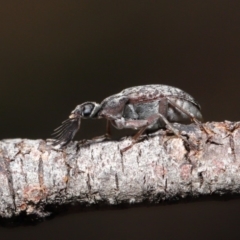 Ptilophorus sp. (genus) at Hackett, ACT - 10 Mar 2020