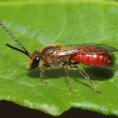 Lasioglossum (Parasphecodes) sp. (genus & subgenus) (Halictid bee) at Acton, ACT - 12 Mar 2020 by TimL
