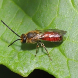 Lasioglossum (Parasphecodes) sp. (genus & subgenus) at Acton, ACT - 12 Mar 2020