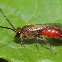 Lasioglossum (Parasphecodes) sp. (genus & subgenus) at Acton, ACT - 12 Mar 2020