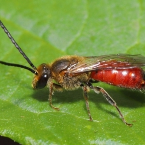 Lasioglossum (Parasphecodes) sp. (genus & subgenus) at Acton, ACT - 12 Mar 2020