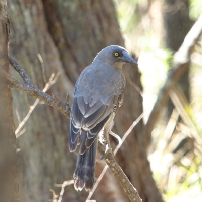 Strepera versicolor (Grey Currawong) at Wingecarribee Local Government Area - 13 Mar 2020 by Snowflake