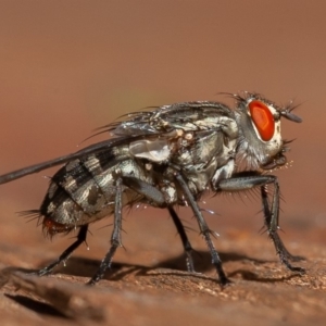 Sarcophagidae (family) at Symonston, ACT - 13 Mar 2020