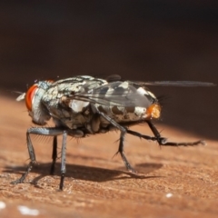 Sarcophagidae (family) at Symonston, ACT - 13 Mar 2020