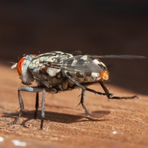 Sarcophagidae sp. (family) at Symonston, ACT - 13 Mar 2020