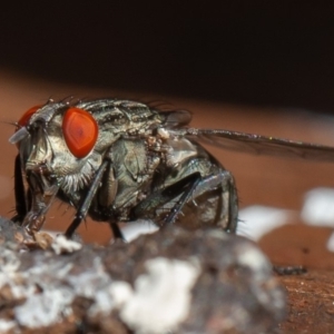 Sarcophagidae (family) at Symonston, ACT - 13 Mar 2020