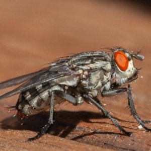 Sarcophagidae (family) at Symonston, ACT - 13 Mar 2020