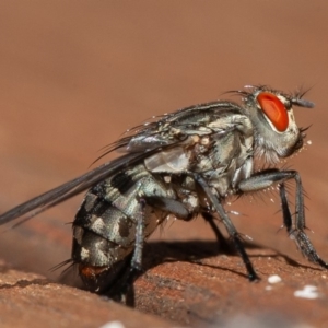 Sarcophagidae (family) at Symonston, ACT - 13 Mar 2020