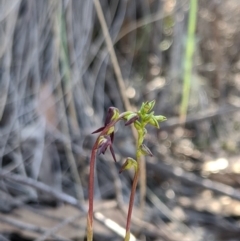 Corunastylis clivicola (Rufous midge orchid) at Denman Prospect, ACT - 13 Mar 2020 by MattM