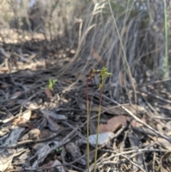 Corunastylis clivicola at Denman Prospect, ACT - suppressed